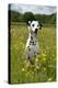 Dalmatian Sitting in Buttercup Field-null-Premier Image Canvas