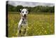 Dalmatian Sitting in Buttercup Field-null-Premier Image Canvas