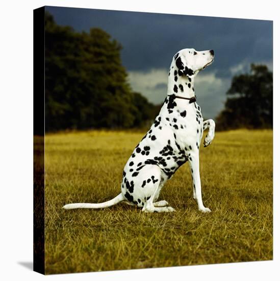 Dalmatian Sitting with Paw Up-Sally Anne Thompson-Premier Image Canvas