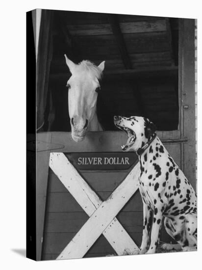 Dalmatian Stable Dog at Mystery Stables-null-Premier Image Canvas