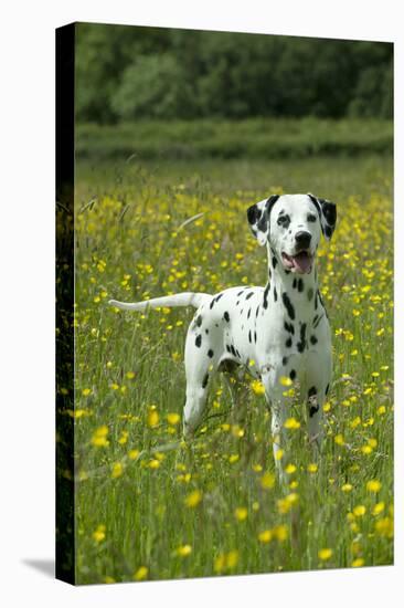 Dalmatian Standing in Buttercup Field-null-Premier Image Canvas