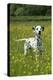 Dalmatian Standing in Buttercup Field-null-Premier Image Canvas