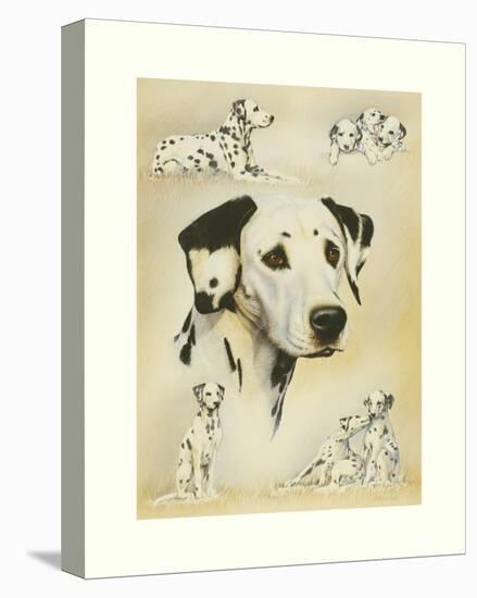 Dalmatian-Libero Patrignani-Stretched Canvas