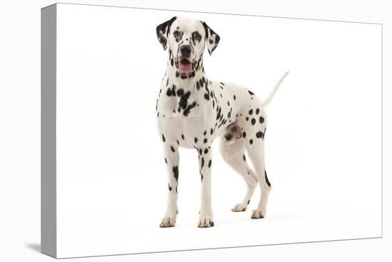 Dalmatian-null-Premier Image Canvas