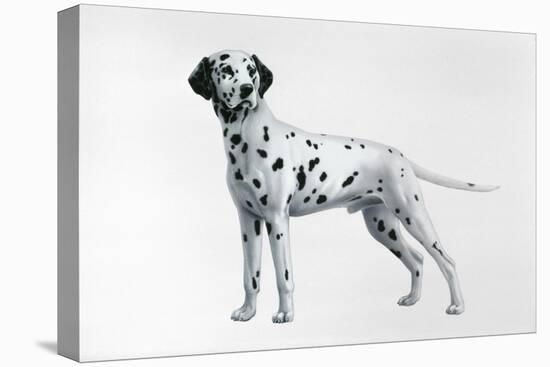 Dalmatian-Harro Maass-Premier Image Canvas