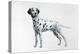 Dalmatian-Harro Maass-Premier Image Canvas