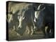 Damaraland, White Rhinoceros, Namibia-Mark Hannaford-Premier Image Canvas