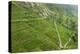 Dambatenne Estate, Lipton Tea Estates, Haputale, Hill Country, Sri Lanka, Asia-Tony Waltham-Premier Image Canvas
