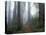 Damnation Trail in Fog, Redwoods State Park, Del Norte, California, USA-Darrell Gulin-Premier Image Canvas