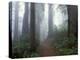 Damnation Trail in Fog, Redwoods State Park, Del Norte, California, USA-Darrell Gulin-Premier Image Canvas