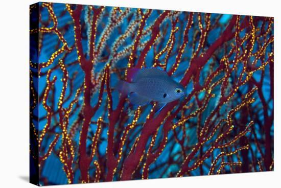 Damselfish-Matthew Oldfield-Premier Image Canvas