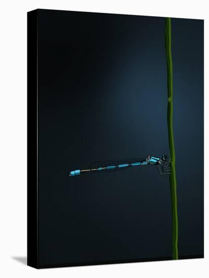 Damselfly, 2022 (Digital)-Roberta Murray-Premier Image Canvas