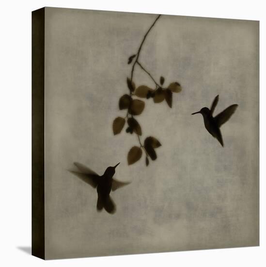 Dance in Flight II-Chris Donovan-Stretched Canvas