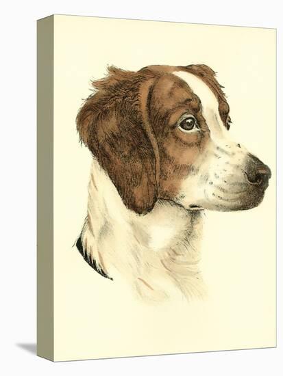 Danchin Brittany Spaniel-Danchin-Stretched Canvas