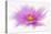 Dancing Flower Deep Pink Cosmos-Cora Niele-Premier Image Canvas