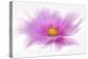 Dancing Flower Deep Pink Cosmos-Cora Niele-Premier Image Canvas