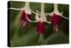 Dancing Fuchsias II-Rita Crane-Premier Image Canvas