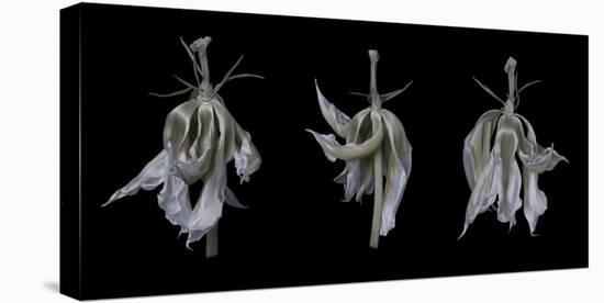 Dancing Iris-Lori Hutchison-Stretched Canvas