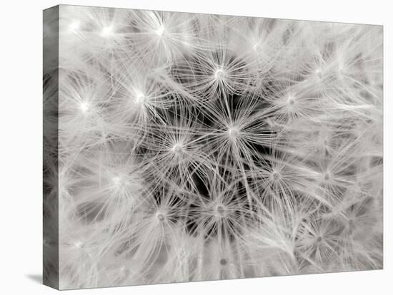 Dandelion 2-Jim Christensen-Premier Image Canvas