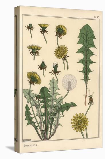 Dandelion Botanical Study, 1897 (Lithograph)-Eugene Grasset-Premier Image Canvas