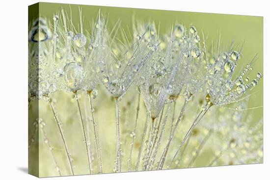 Dandelion Dew I-Cora Niele-Premier Image Canvas