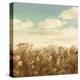 Dandelion Field-Anna Polanski-Stretched Canvas