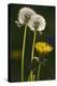 Dandelion Flowers and Seed-Heads ("Clocks')-null-Premier Image Canvas