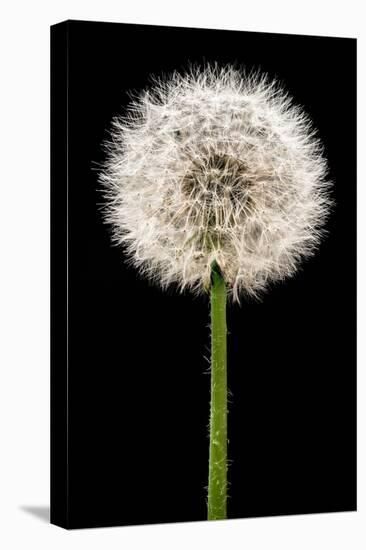 Dandelion Gone To Seed-Steve Gadomski-Premier Image Canvas