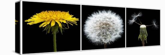 Dandelion Life Cycle-Steve Gadomski-Premier Image Canvas