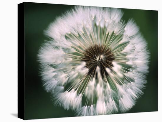 Dandelion Seed Head-Dr^ Nick-Premier Image Canvas