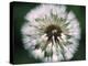 Dandelion Seed Head-Dr^ Nick-Premier Image Canvas