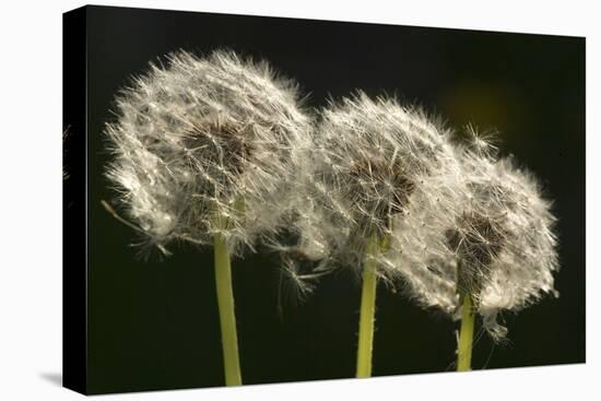 Dandelion Seed-Heads ("Clocks')-null-Premier Image Canvas