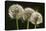 Dandelion Seed-Heads ("Clocks')-null-Premier Image Canvas