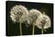 Dandelion Seed-Heads ("Clocks')-null-Premier Image Canvas