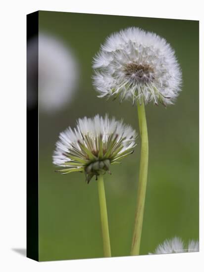 Dandelion Seedheads (Taraxacum Officinale), Cumbria, England, United Kingdom, Europe-Ann & Steve Toon-Premier Image Canvas