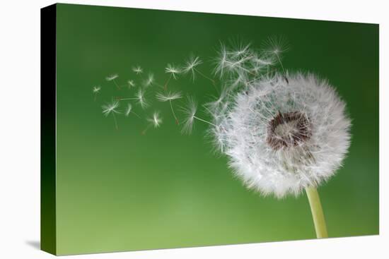 Dandelion Seeds in the Morning Mist Blowing Away across a Fresh Green Background-Flynt-Premier Image Canvas