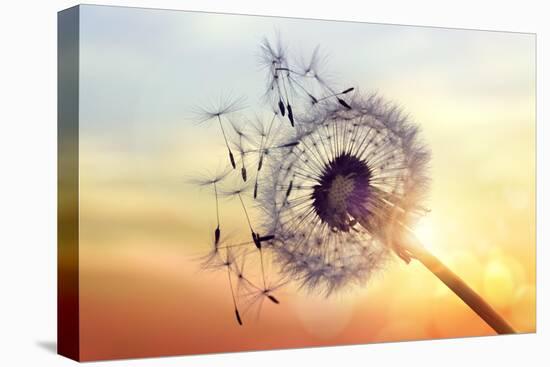 Dandelion Silhouette Against Sunset-Brian Jackson-Premier Image Canvas