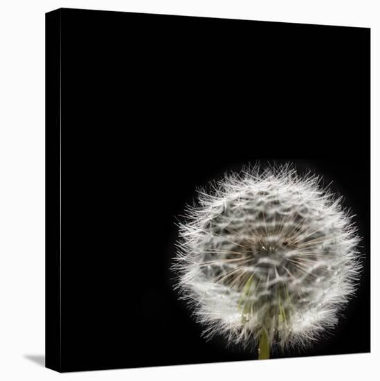 Dandelion Square-Steve Gadomski-Premier Image Canvas