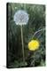 Dandelion (Taraxacum Officinale)-Maxine Adcock-Premier Image Canvas