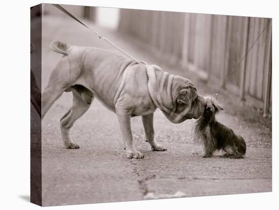 Dandelion the Chinese Shar Pei and Twiglet the Yorkshire Terrier, November 1981-null-Premier Image Canvas