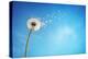 Dandelion with Seeds Blowing Away in the Wind across a Clear Blue Sky with Copy Space-Flynt-Premier Image Canvas