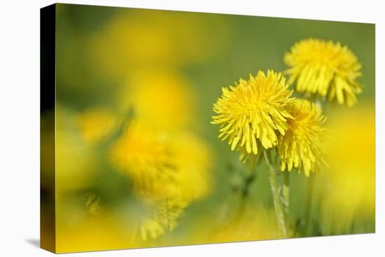 Dandelions in Full Bloom on a Meadow in Spring-null-Premier Image Canvas