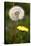 Dandelions (Taraxacum Officinale)-Dr. Keith Wheeler-Premier Image Canvas