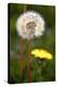 Dandelions (Taraxacum Officinale)-Dr. Keith Wheeler-Premier Image Canvas