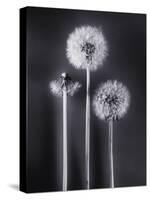 Dandelions-Graeme Harris-Premier Image Canvas