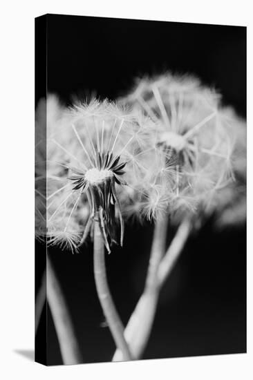 Dandelions-null-Premier Image Canvas