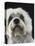 Dandie Dinmonts Terrier-Peter M. Fisher-Premier Image Canvas