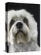 Dandie Dinmonts Terrier-Peter M. Fisher-Premier Image Canvas