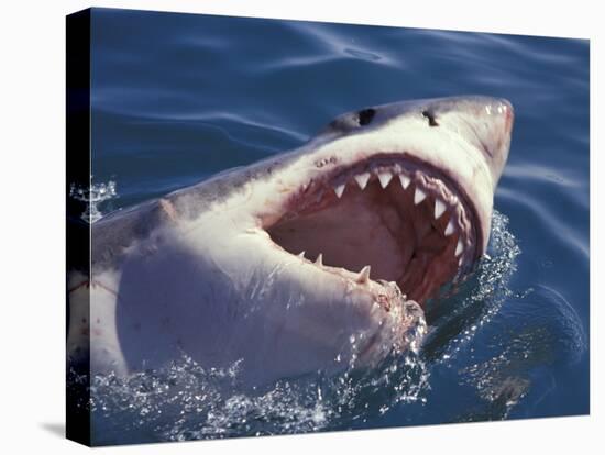 Dangerous Mouth of the Great White Shark, South Africa-Michele Westmorland-Premier Image Canvas