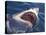 Dangerous Mouth of the Great White Shark, South Africa-Michele Westmorland-Premier Image Canvas